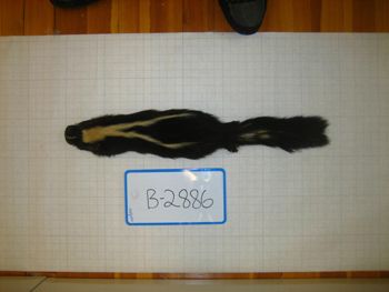 Media type: image;   Mammalogy BANGS-2886